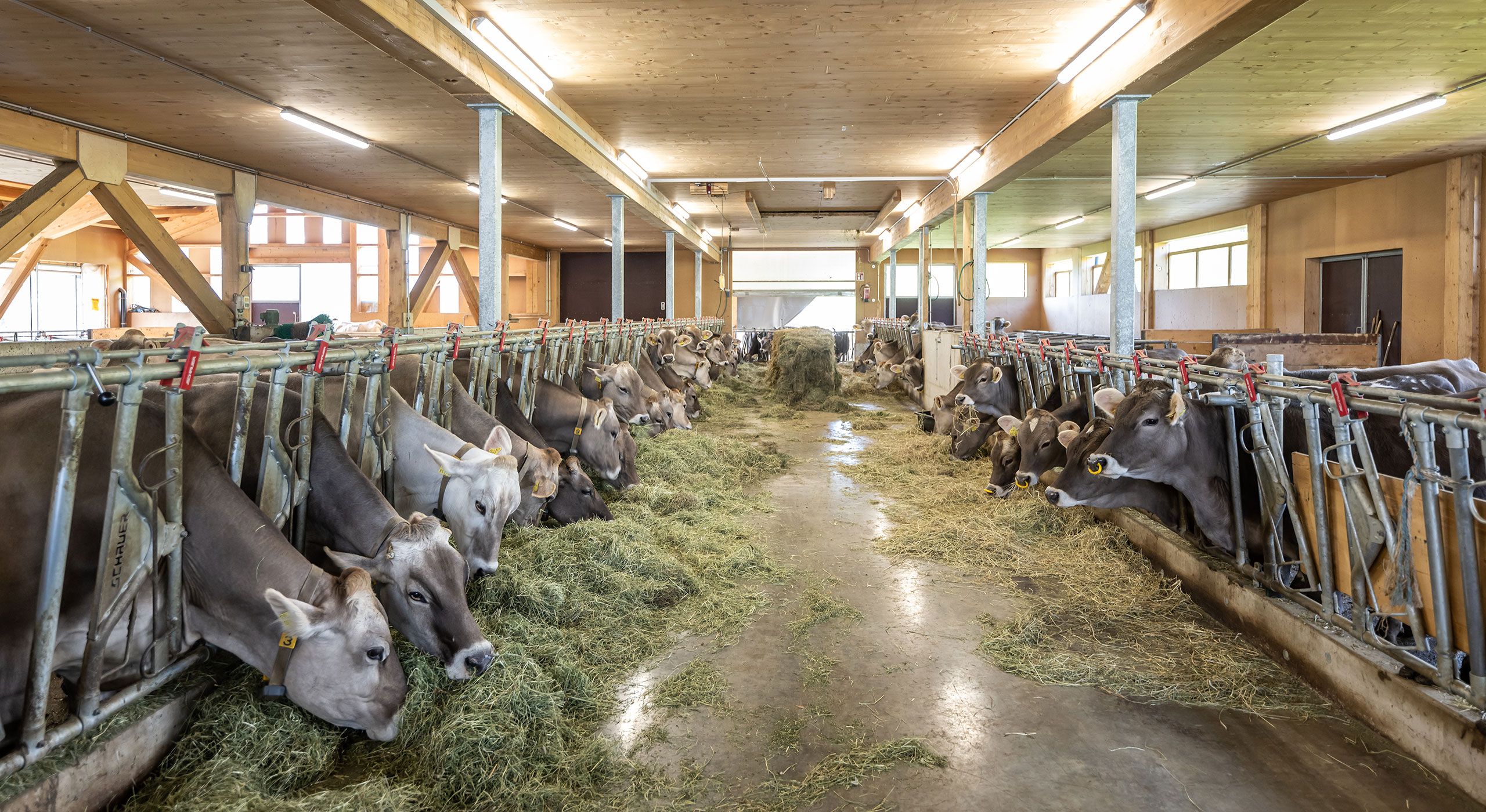 Kühe fressen Heu im Stall